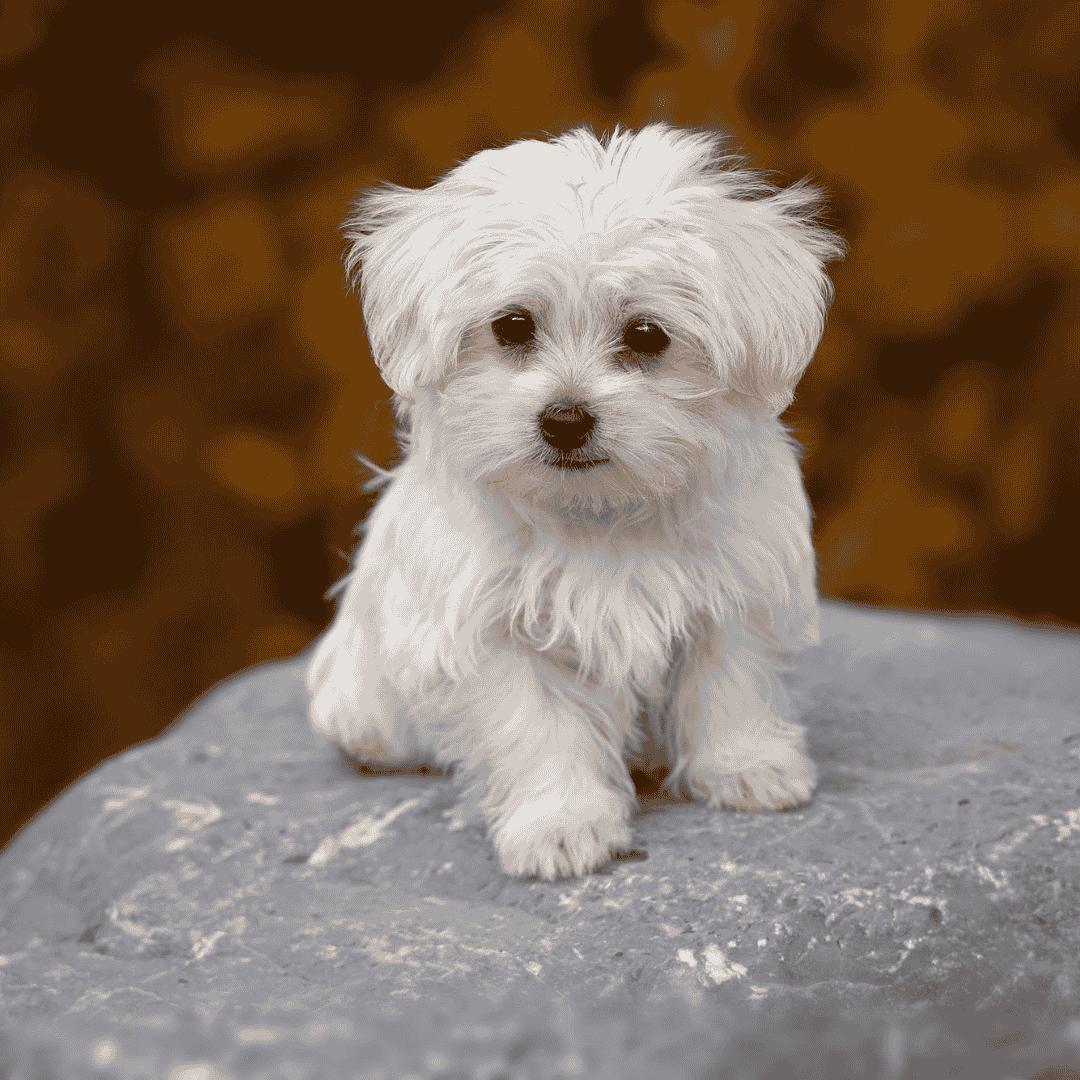 Discover Hypoallergenic Dog