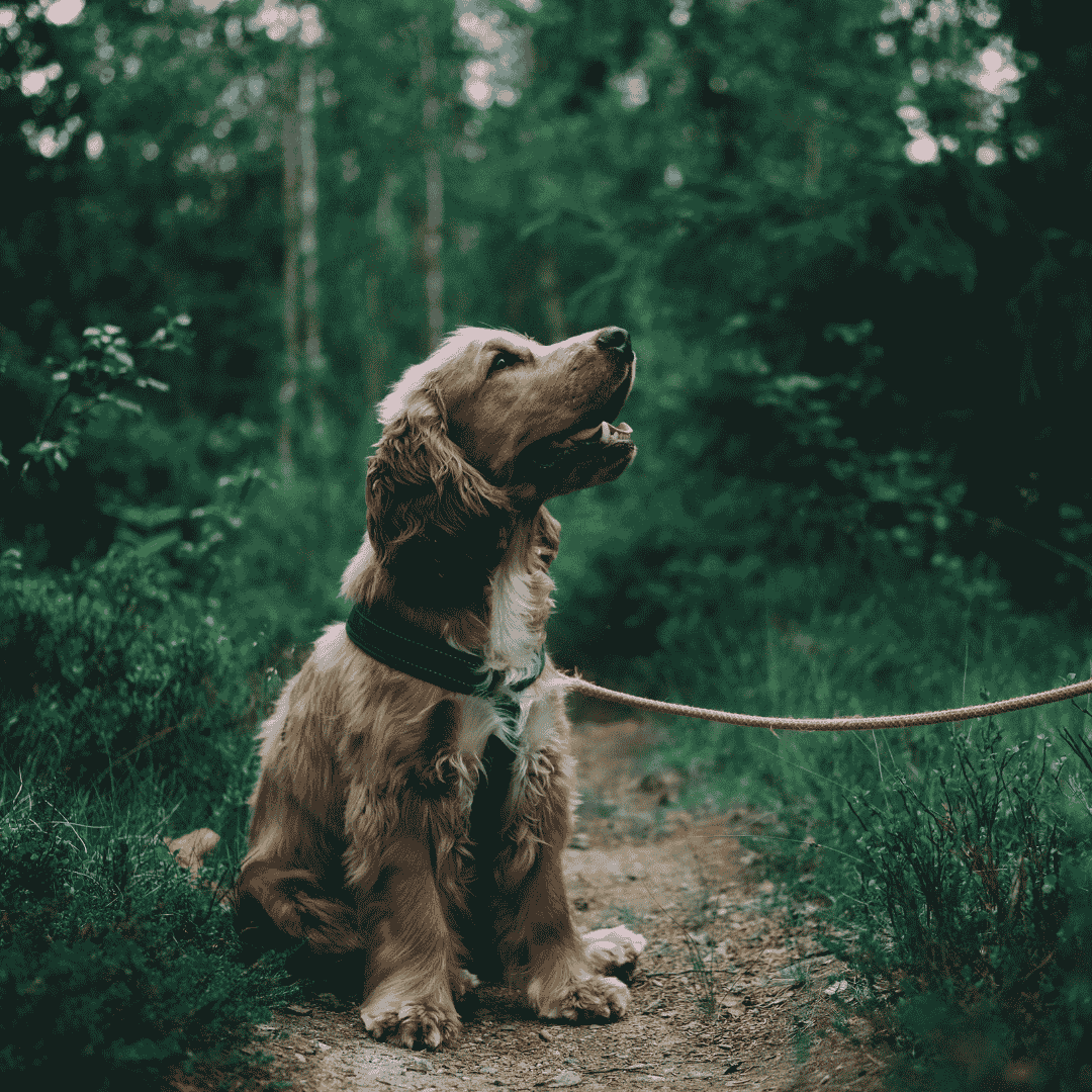 Discover Hypoallergenic Dog