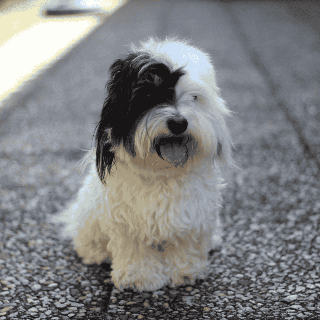 Discover Hypoallergenic Dog