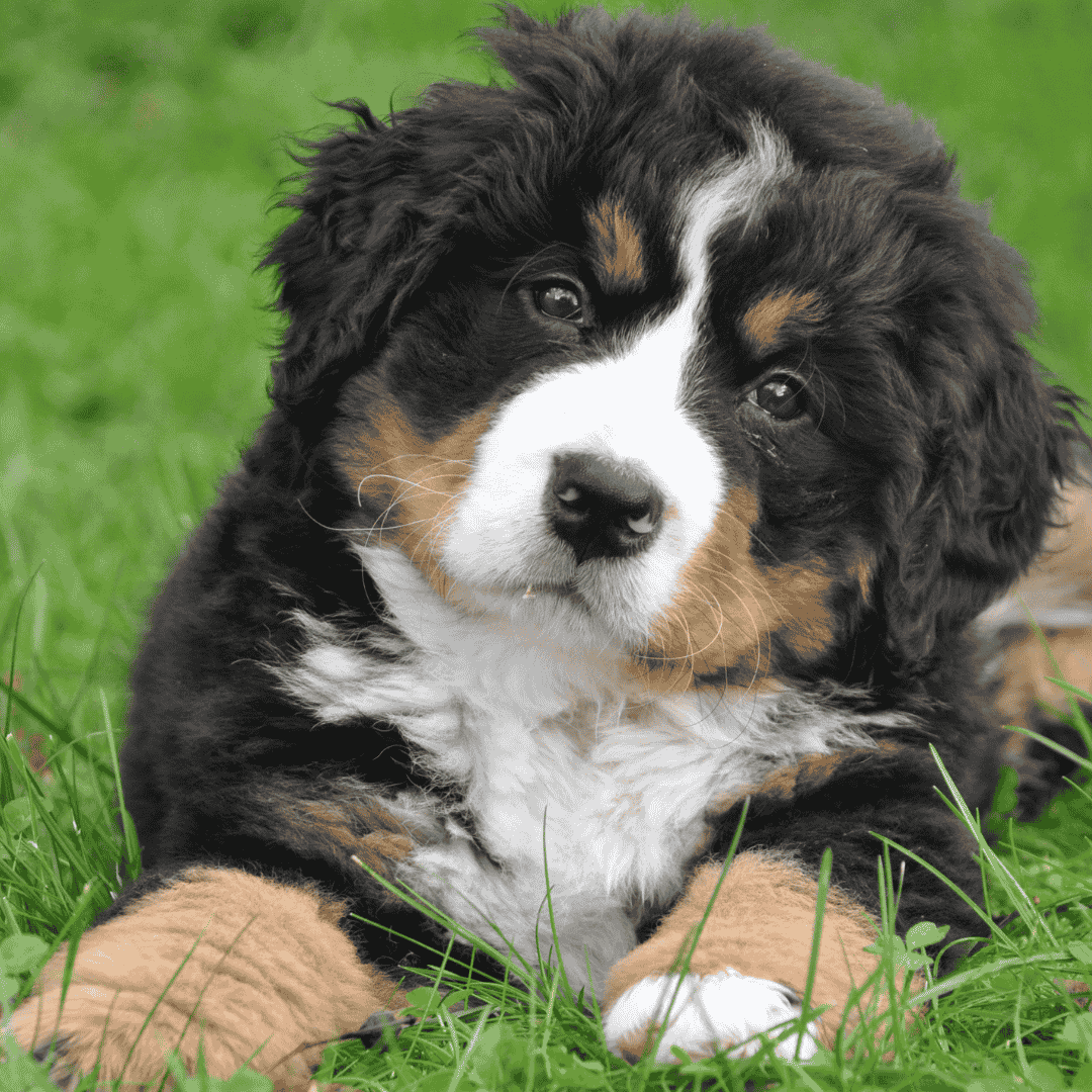 Discover Hypoallergenic Dog