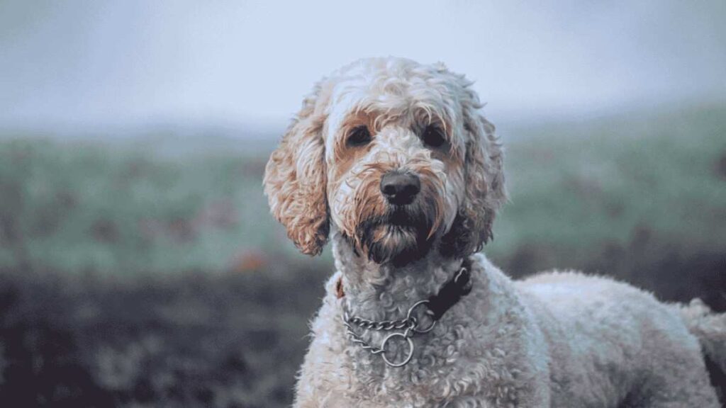 Are Labradoodle Dogs Hypoallergenic?