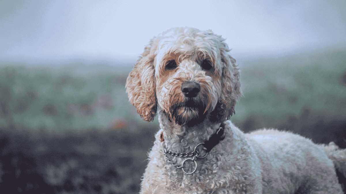 Are Labradoodle Dogs Hypoallergenic?