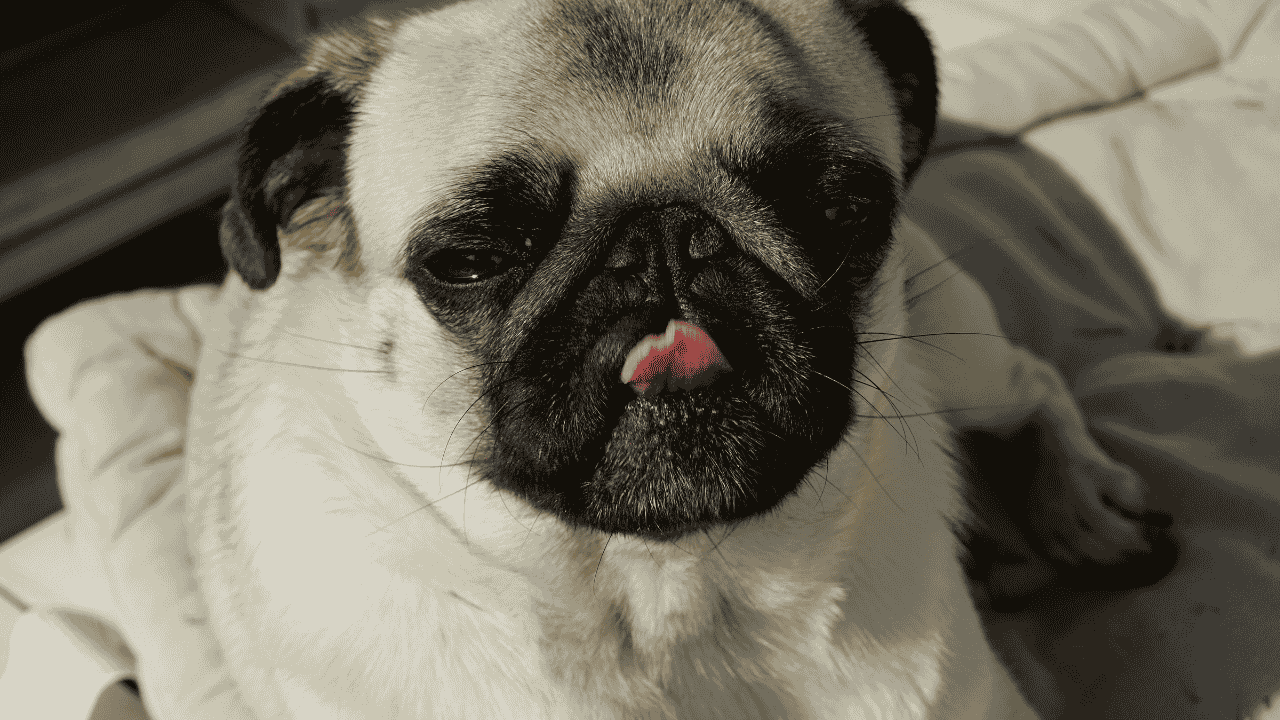 Are Pug Dogs Hypoallergenic