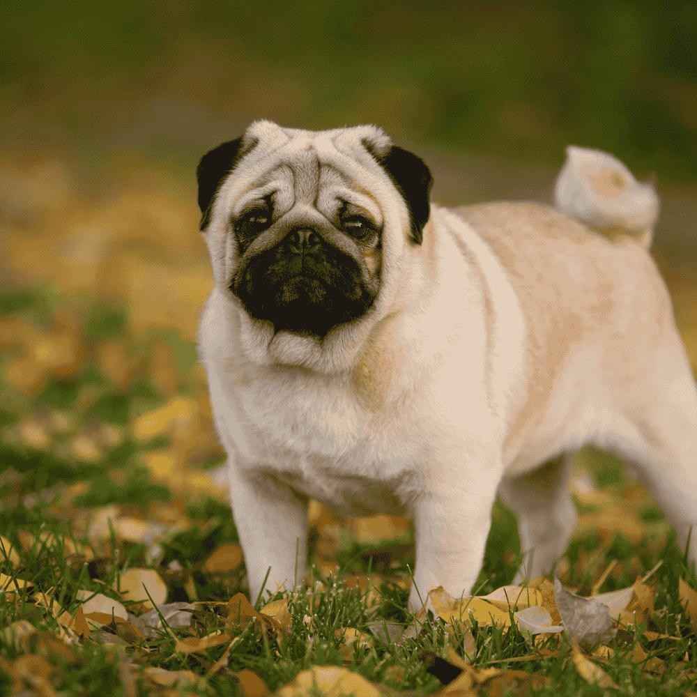Are Pug Dogs Hypoallergenic