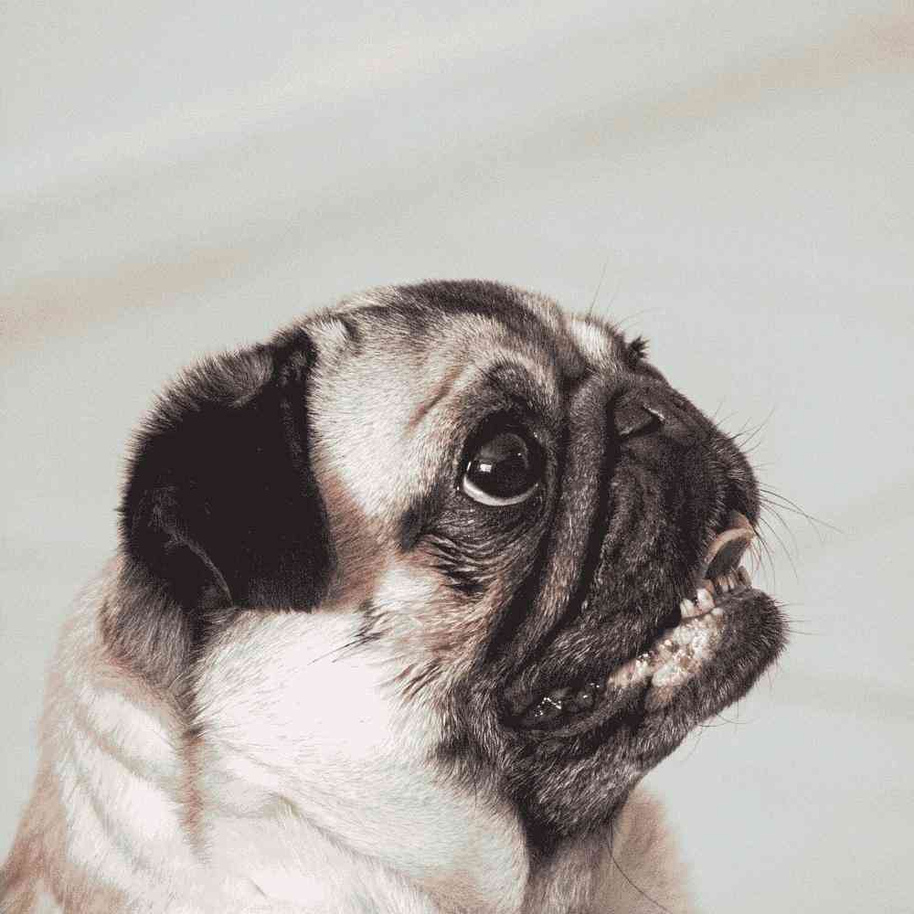 Are Pug Dogs Hypoallergenic