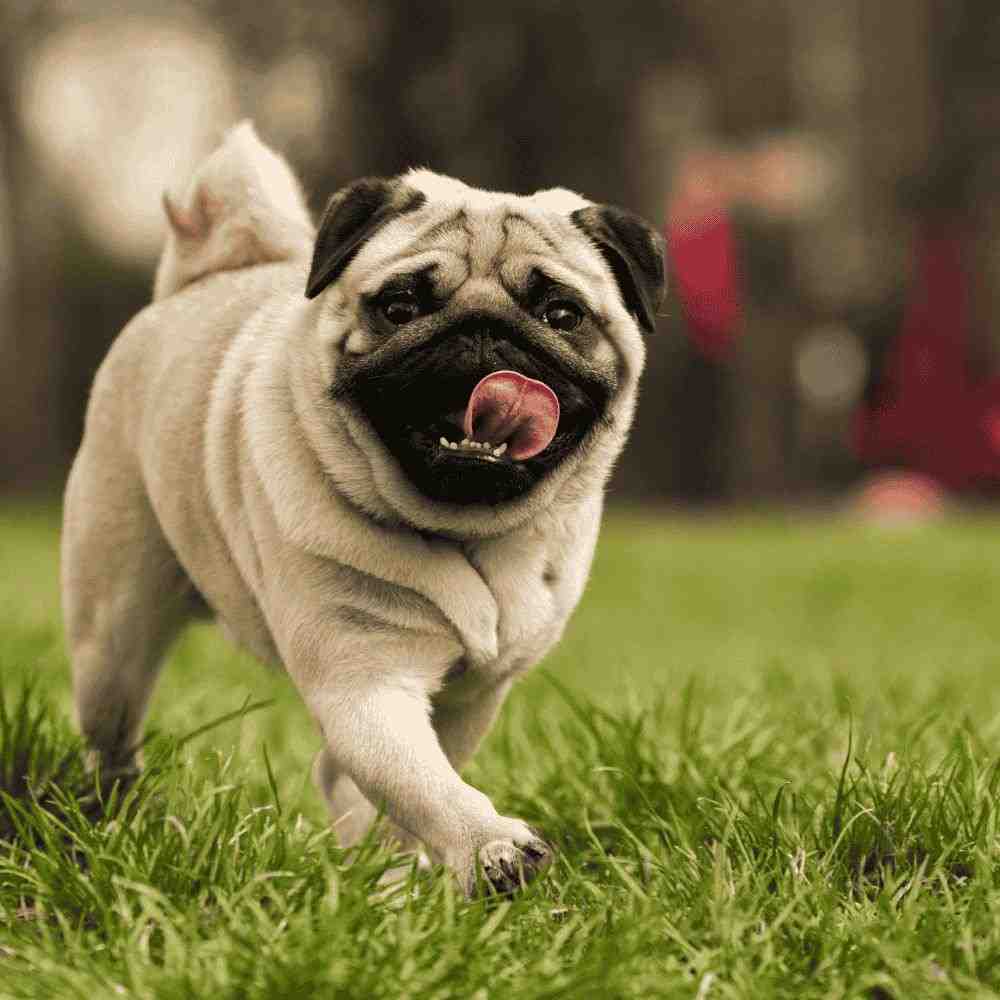 Are Pug Dogs Hypoallergenic