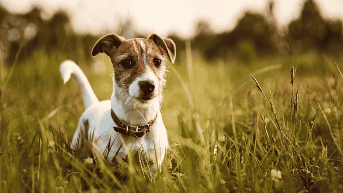 Are Jack Russell Terriers Hypoallergenic Dogs