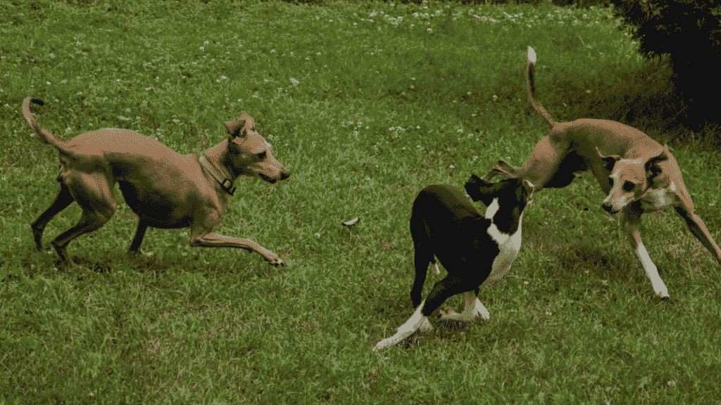 Are Italian Greyhounds Hypoallergenic Dogs