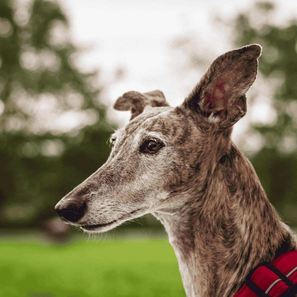 Are Italian Greyhounds Hypoallergenic Dogs