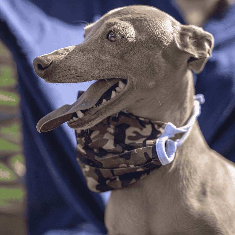 Are Italian Greyhounds Hypoallergenic Dog