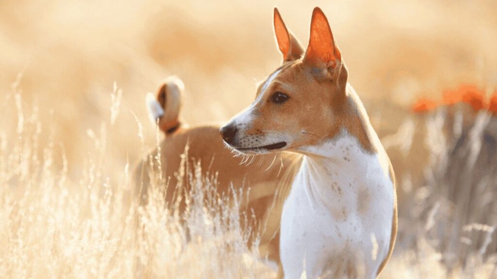 Are Basenji Dogs Hypoallergenic