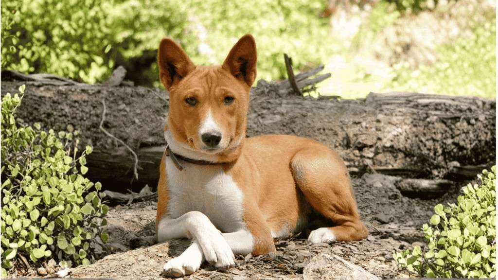 Are Basenji Dogs Hypoallergenic