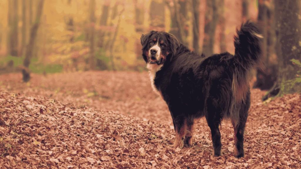 Are Bernese Mountain Dogs Hypoallergenic