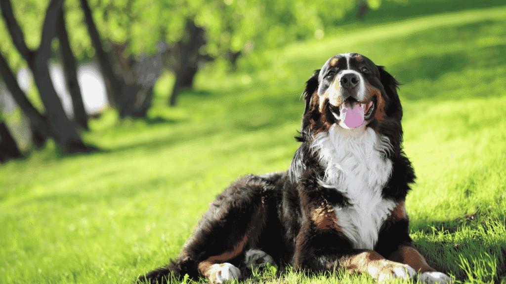 Are Bernese Mountain Dogs Hypoallergenic