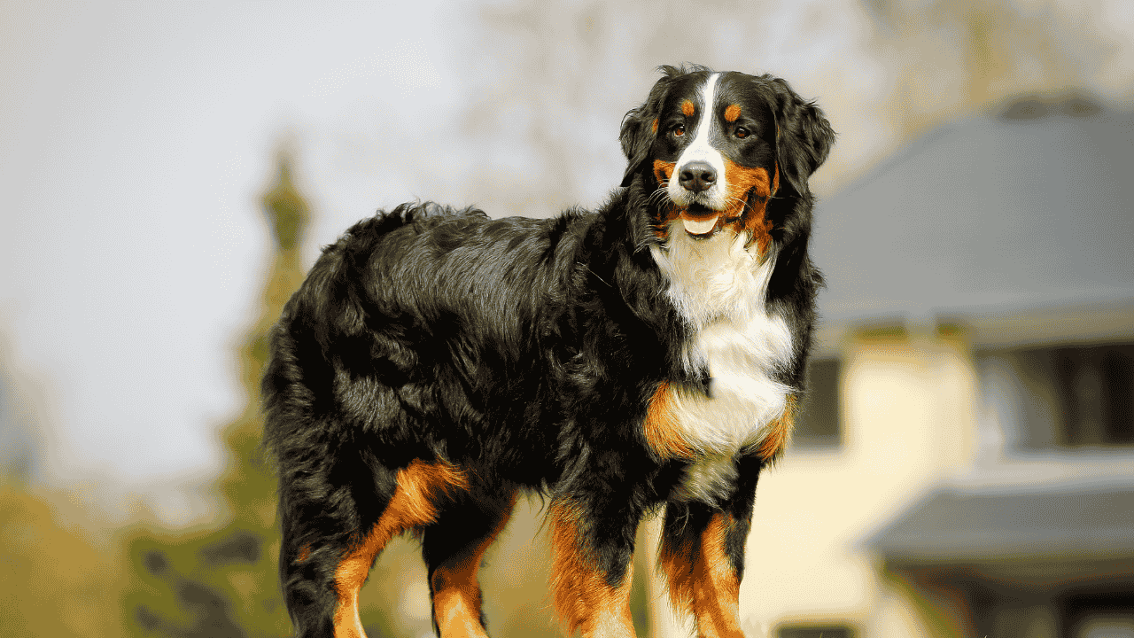 Are Bernese Mountain Dogs Hypoallergenic