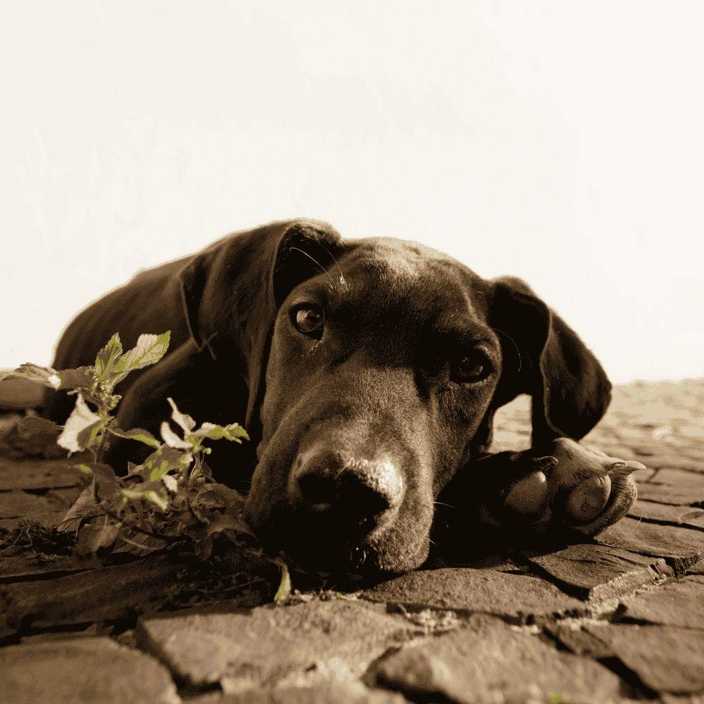 Are Great Danes Hypoallergenic Dogs