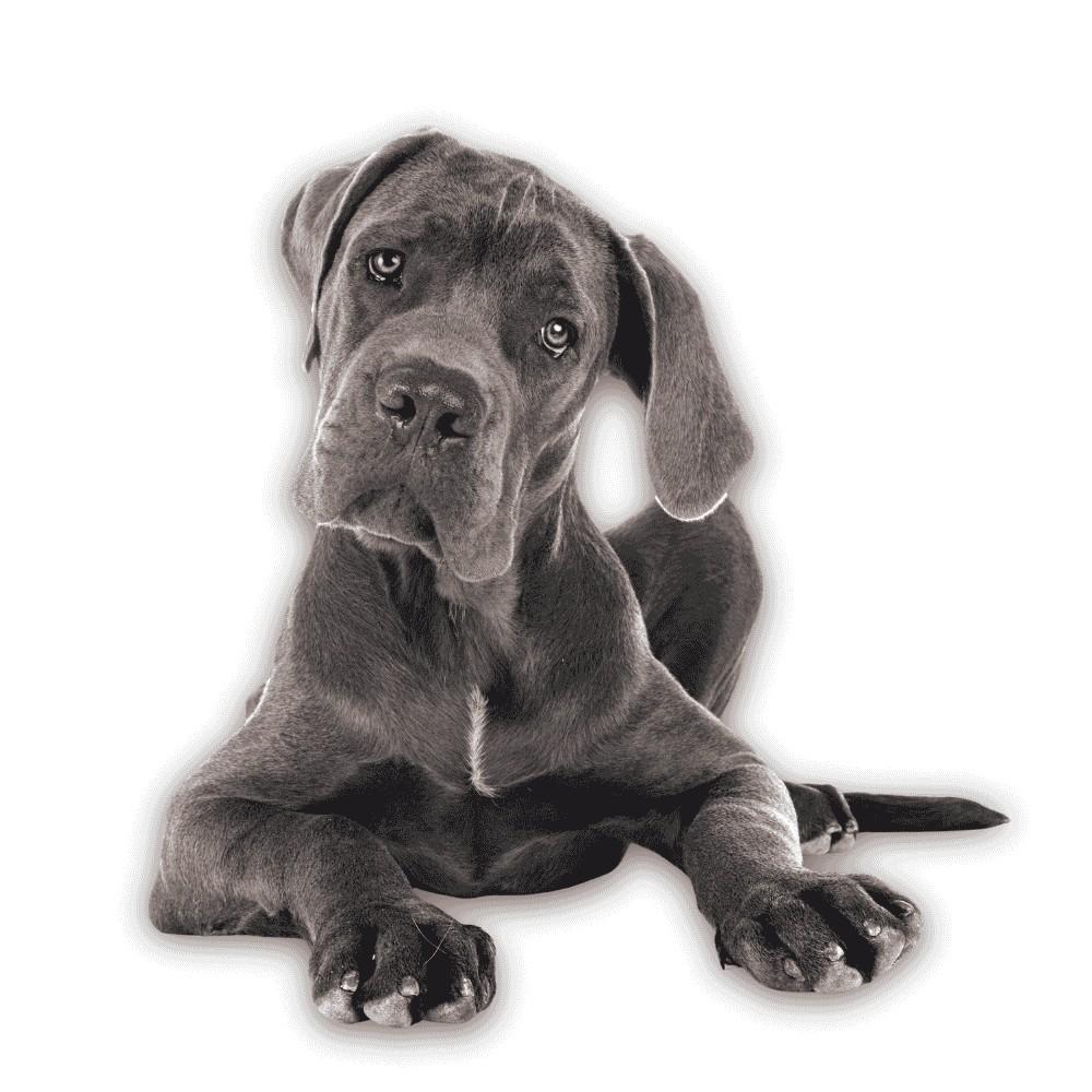 Are Great Danes Hypoallergenic Dogs