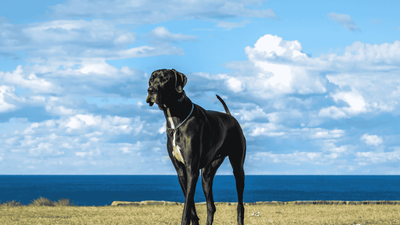 Are Great Danes Hypoallergenic Dogs