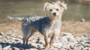 Are Morkie Dogs Hypoallergenic