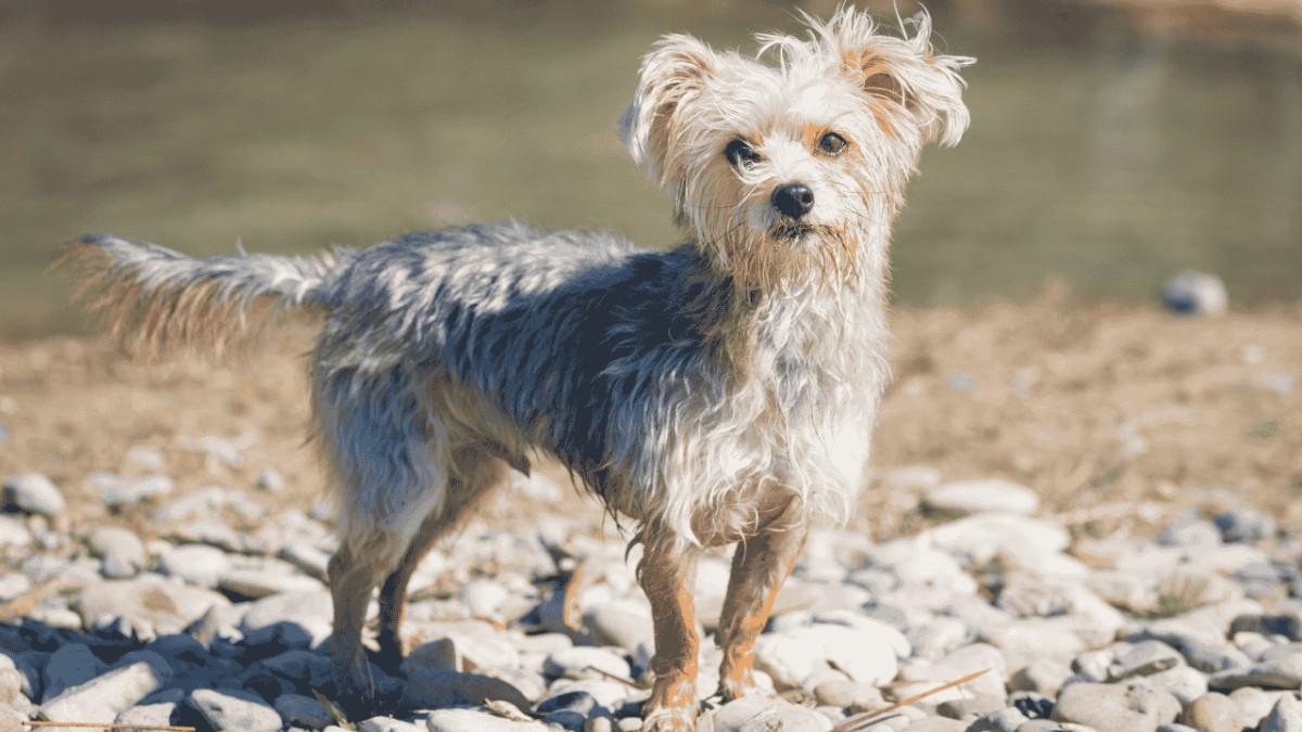 Are Morkie Dogs Hypoallergenic