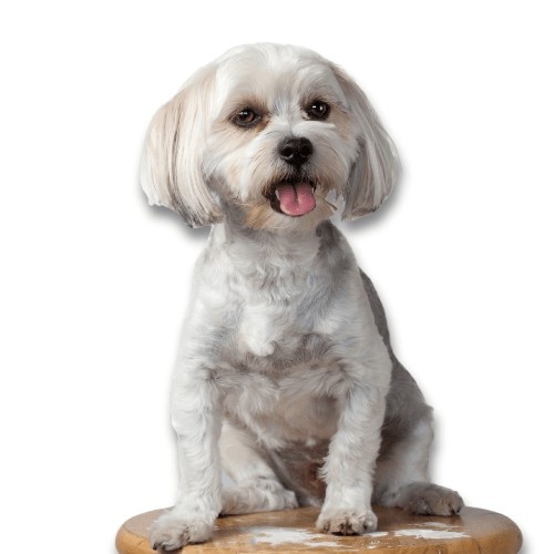 Are Morkie Dogs Hypoallergenic