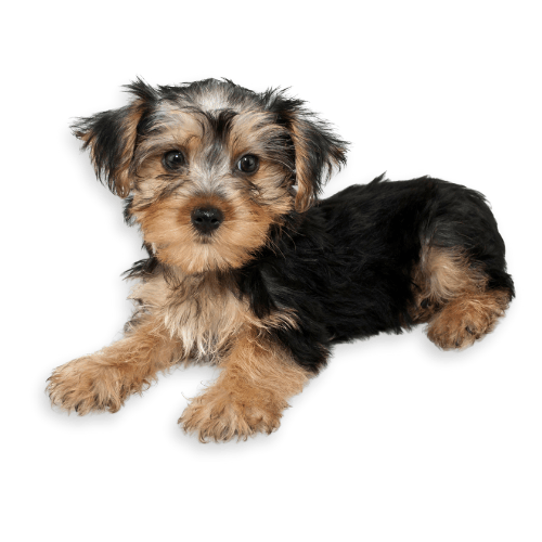 Are Morkie Dogs Hypoallergenic