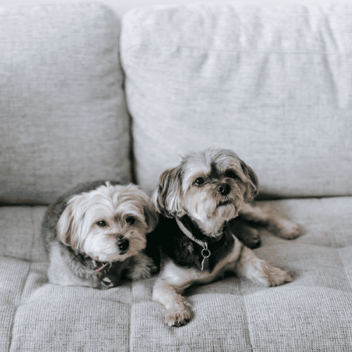 Are Morkie Dogs Hypoallergenic