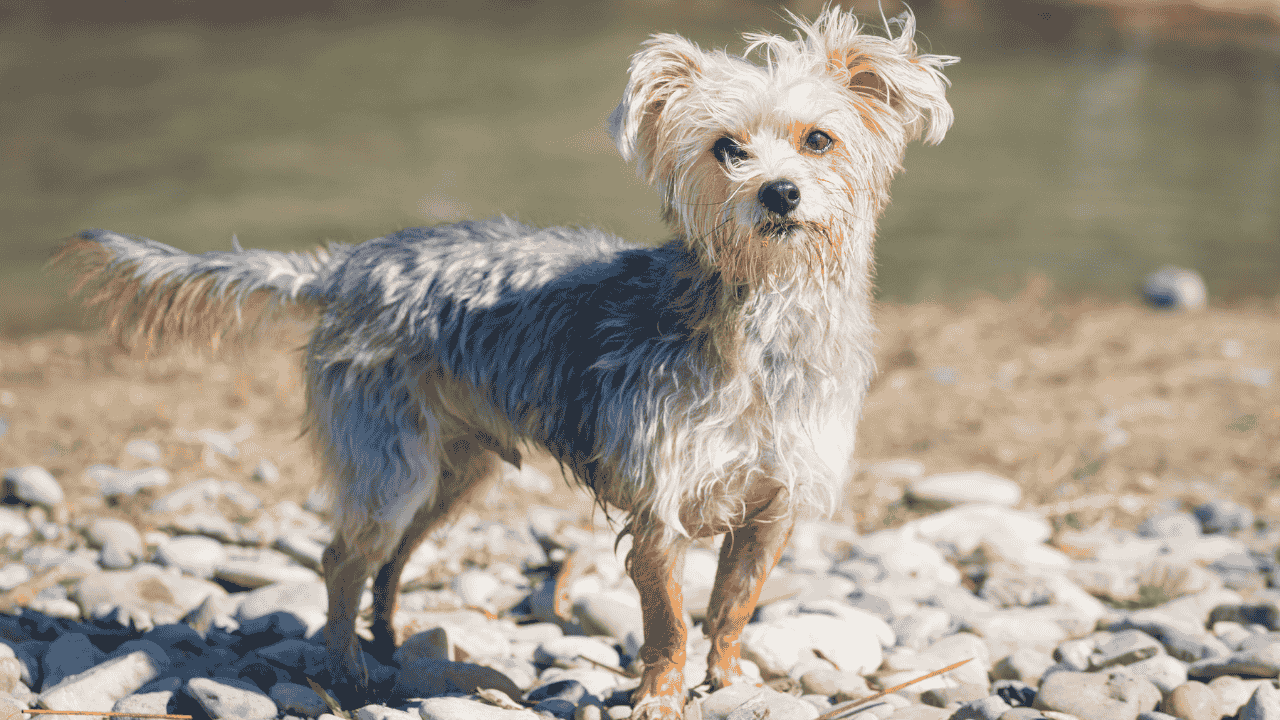 Are Morkie Dogs Hypoallergenic