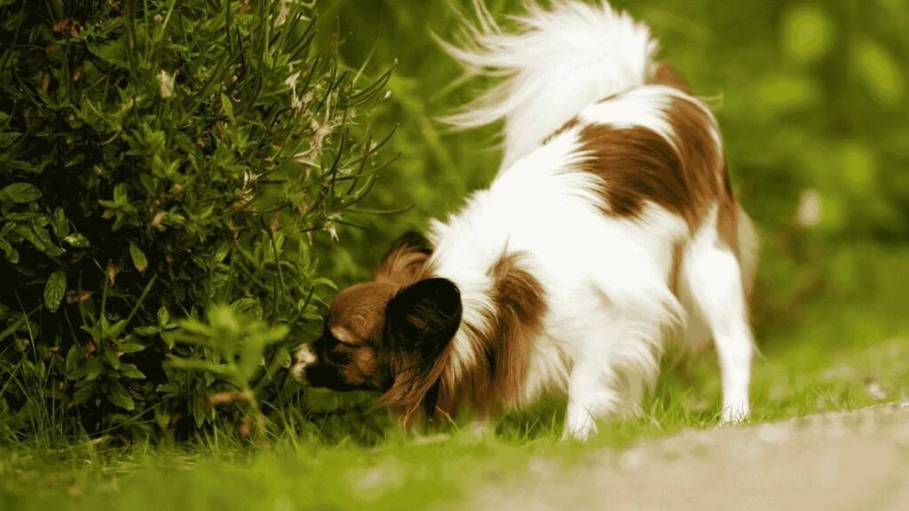 Are Papillon Dogs Hypoallergenic