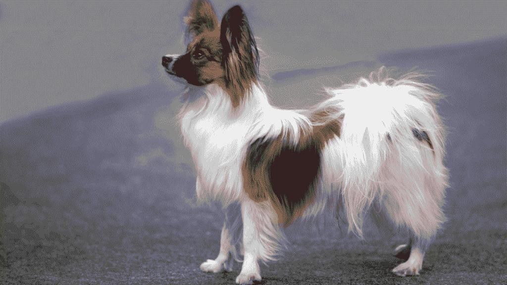 Are Papillon Dogs Hypoallergenic