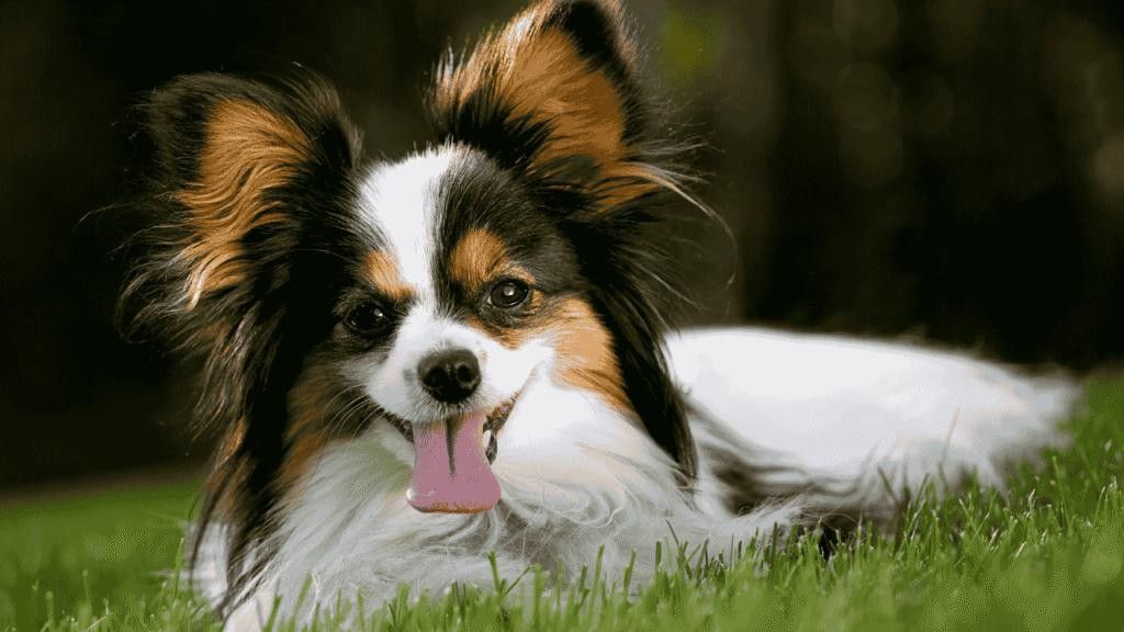 Are Papillon Dogs Hypoallergenic