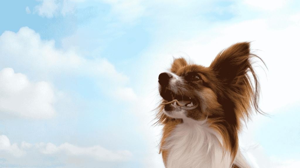 Are Papillon Dogs Hypoallergenic