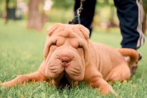 Are Shar Pei Dogs Hypoallergenic