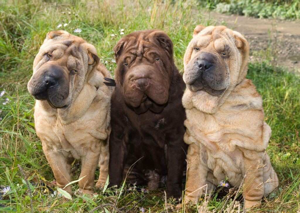 Are Shar Pei Dogs Hypoallergenic
