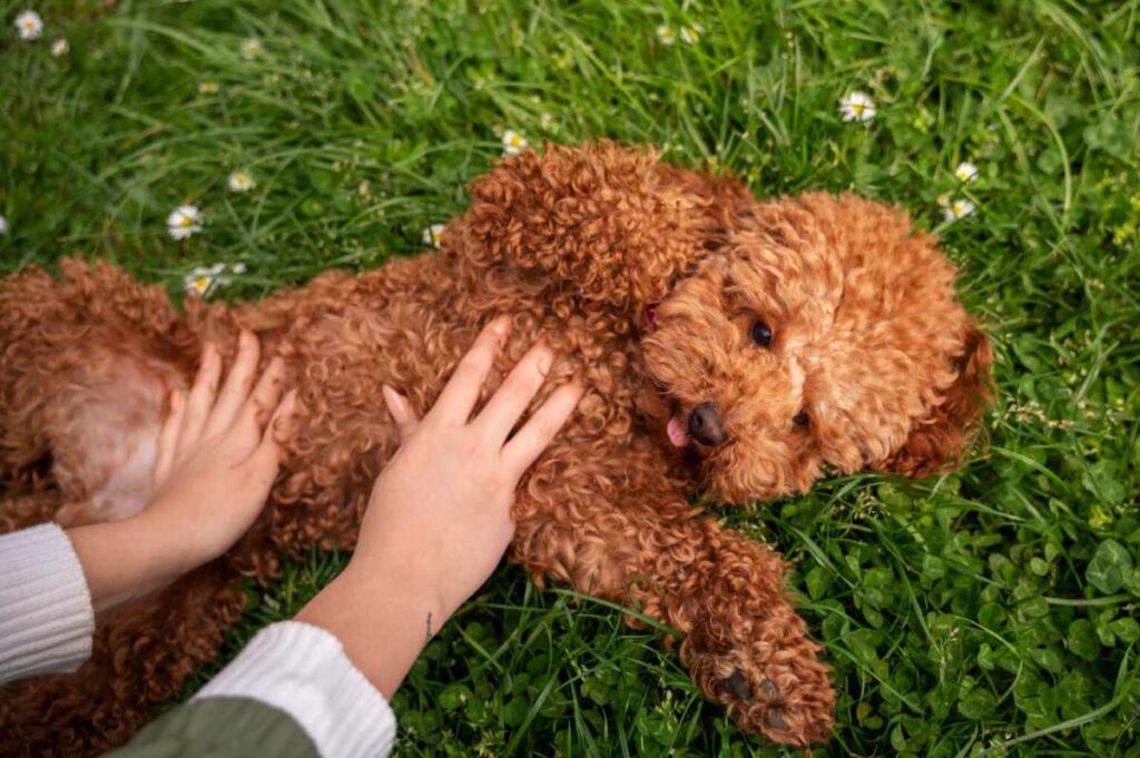 Is A Goldendoodle A Hypoallergenic Dog