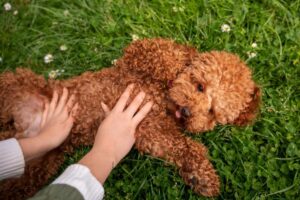 Is A Goldendoodle A Hypoallergenic Dog​