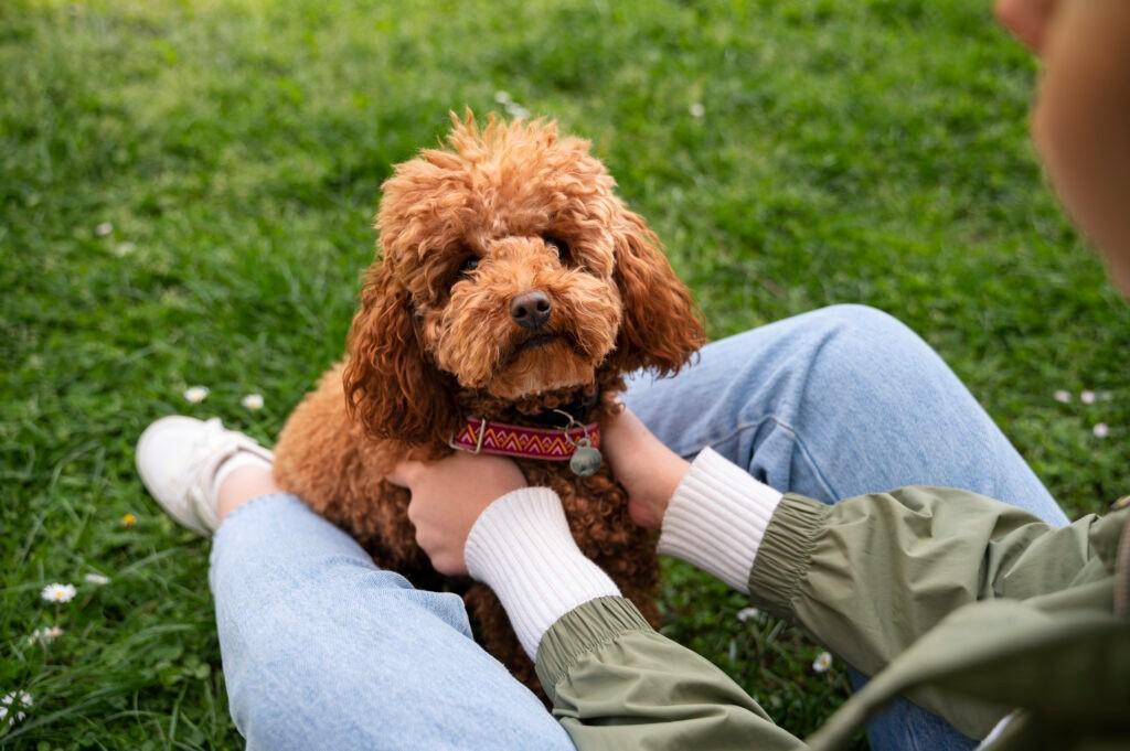 Is A Goldendoodle A Hypoallergenic Dog​