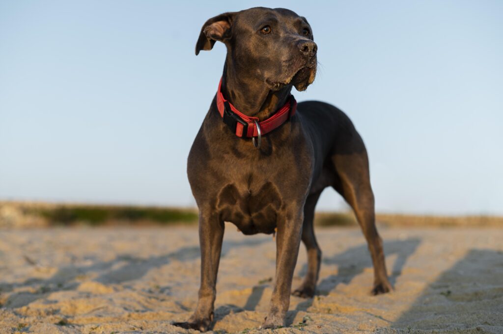 Are Pit Bulls Hypoallergenic Dogs