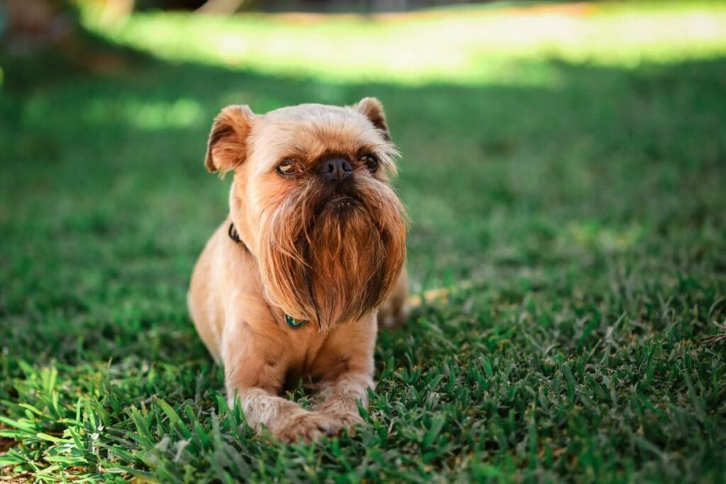Are Brussel Griffon Dogs Hypoallergenic