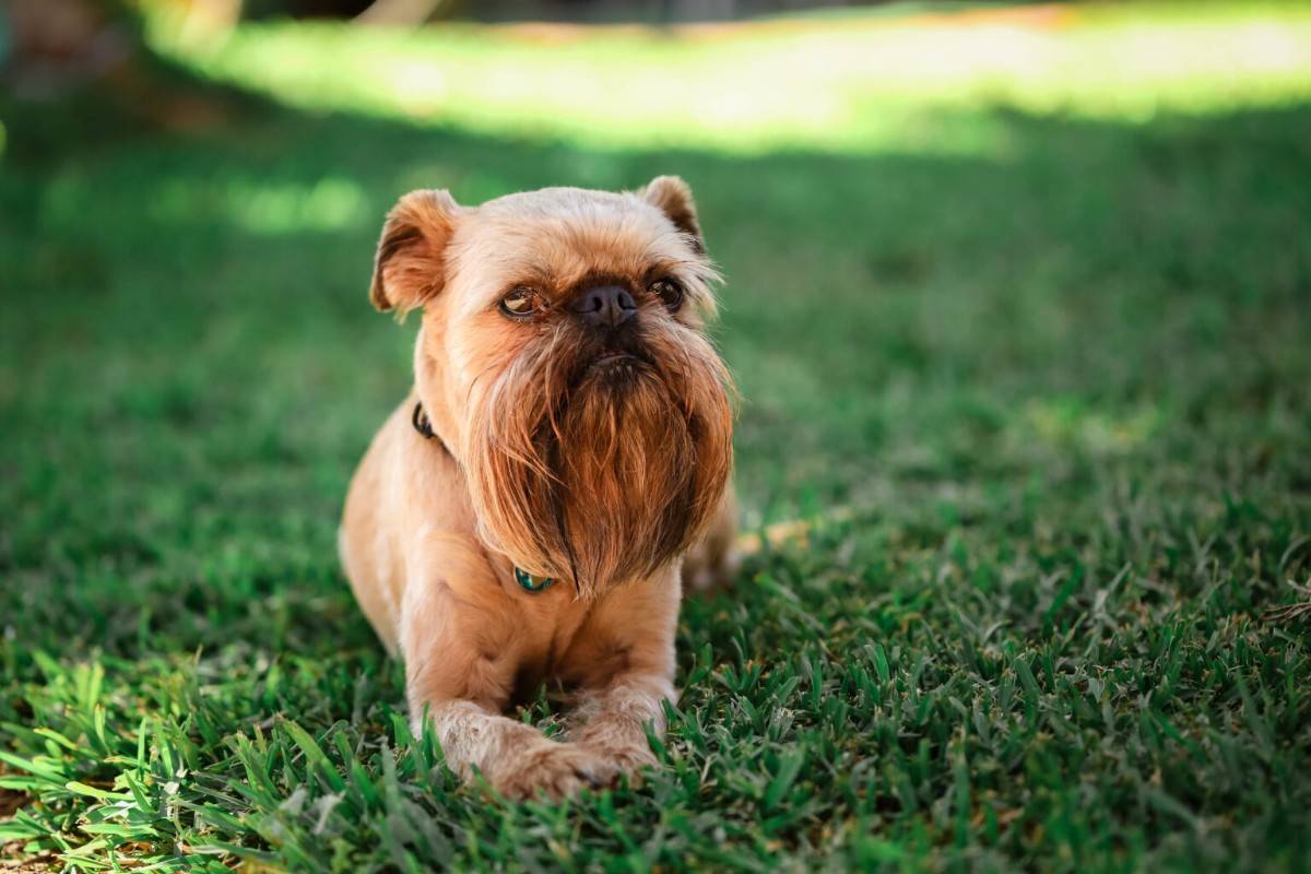Are Brussel Griffon Dogs Hypoallergenic