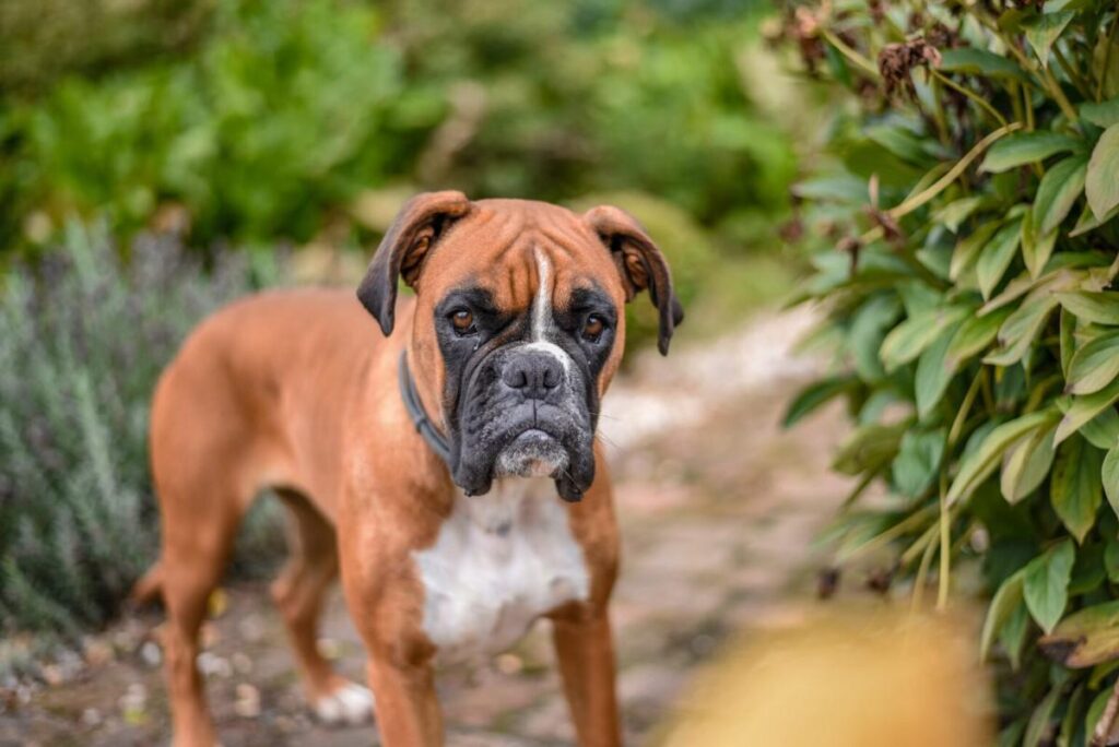 Are Boxer Dogs Hypoallergenic