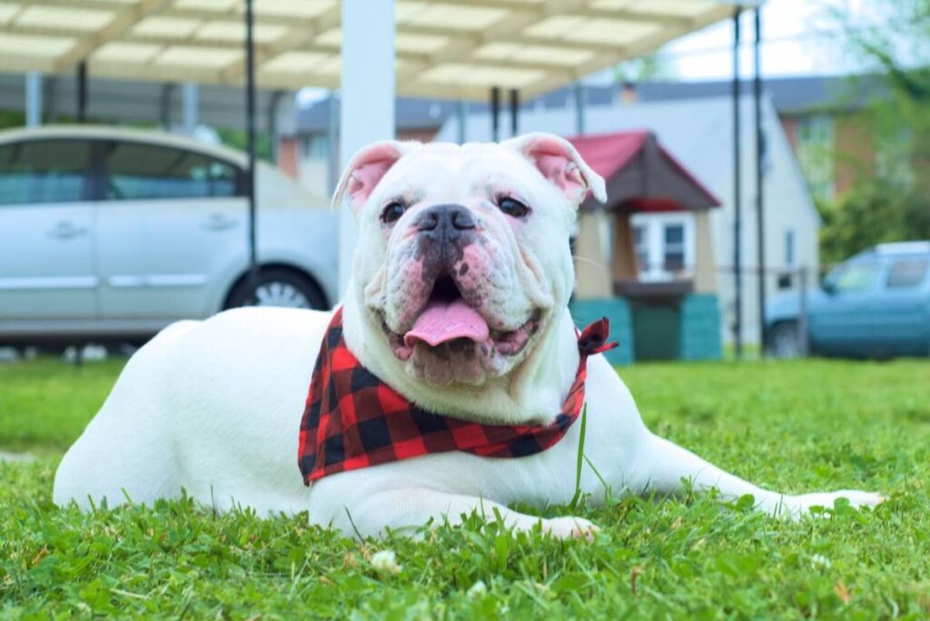 Are English bulldogs hypoallergenic dogs?