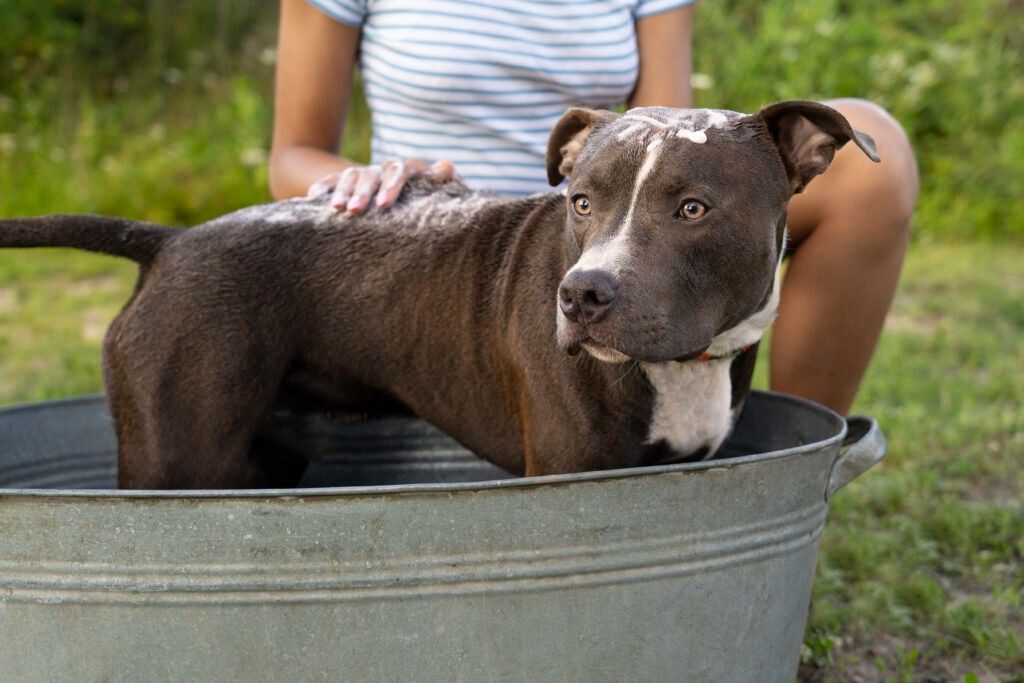 Are Pit Bulls Hypoallergenic Dogs