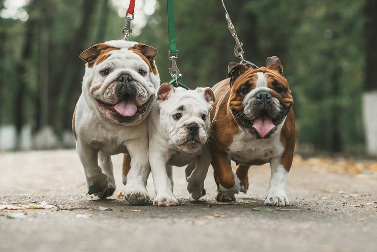 Are English bulldogs hypoallergenic dogs