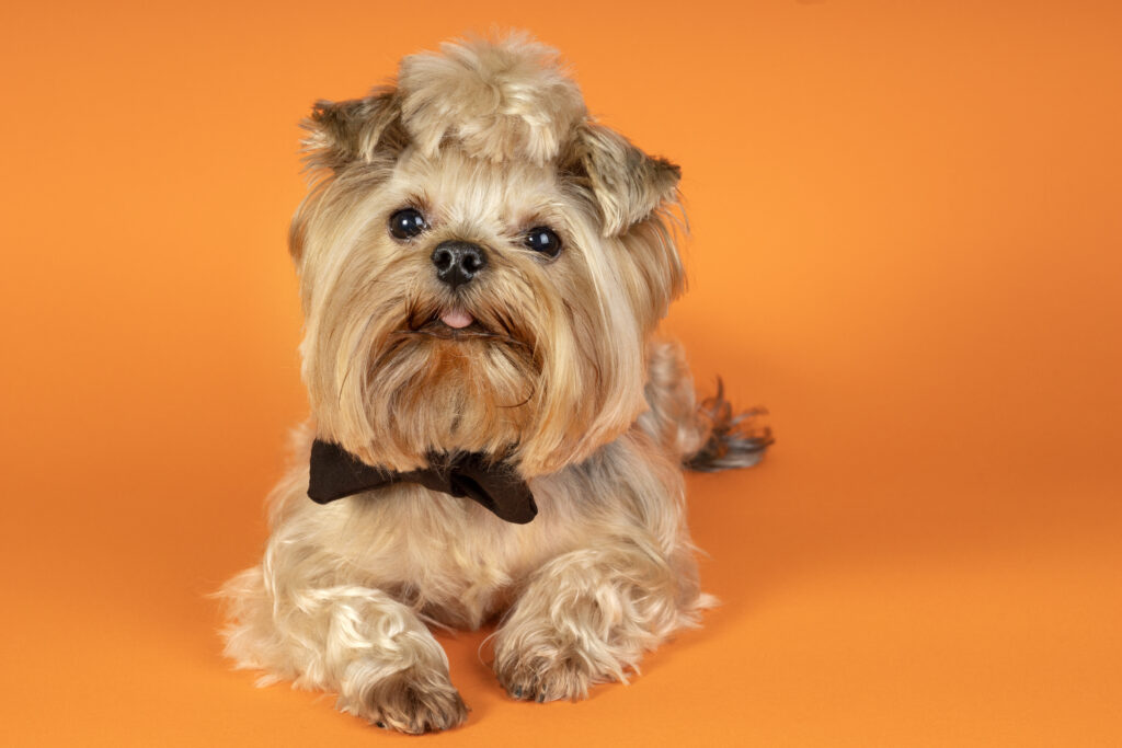 Are Brussel Griffon Dogs Hypoallergenic