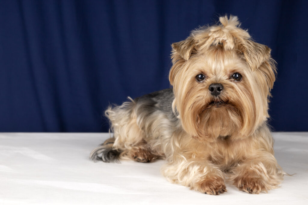 Are Brussel Griffon Dogs Hypoallergenic