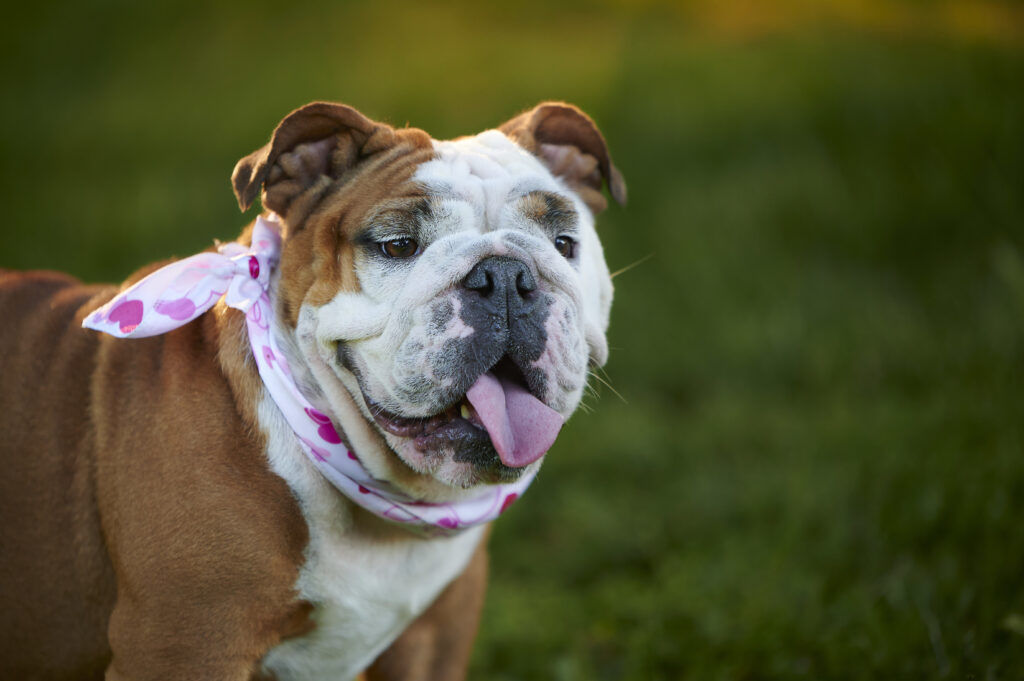 Are English bulldogs hypoallergenic dogs