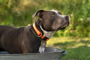 Are Pit Bulls Hypoallergenic Dogs