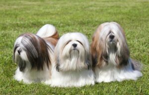 Are Lhasa Apso Dogs Hypoallergenic