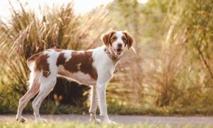 Are Brittany Dogs Hypoallergenic